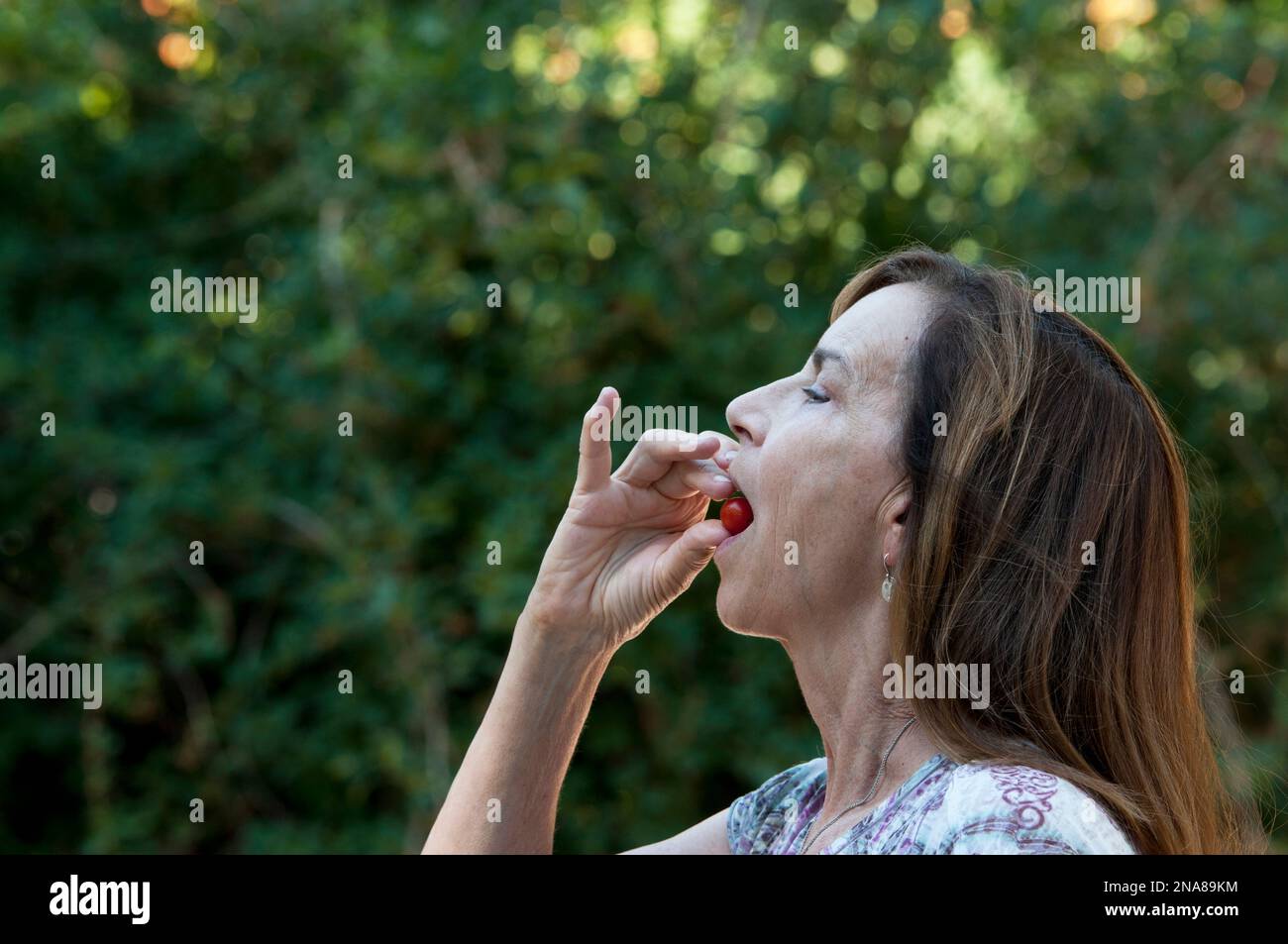 Femme âgée mangeant une tomate cerise fraîchement cueillie (MR) Banque D'Images