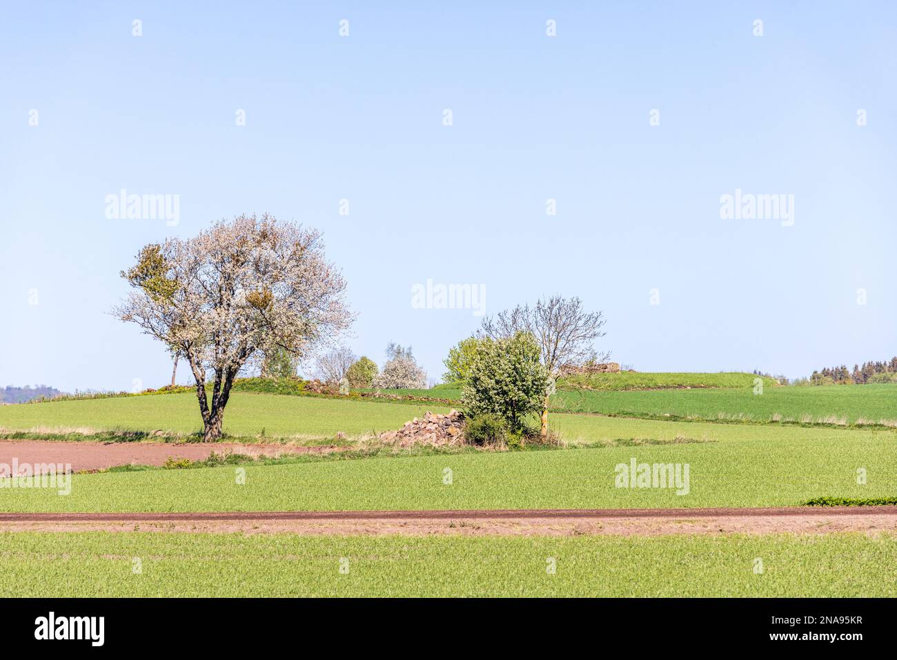 Floraison d'arbres fruitiers dans une terre agricole au printemps Banque D'Images