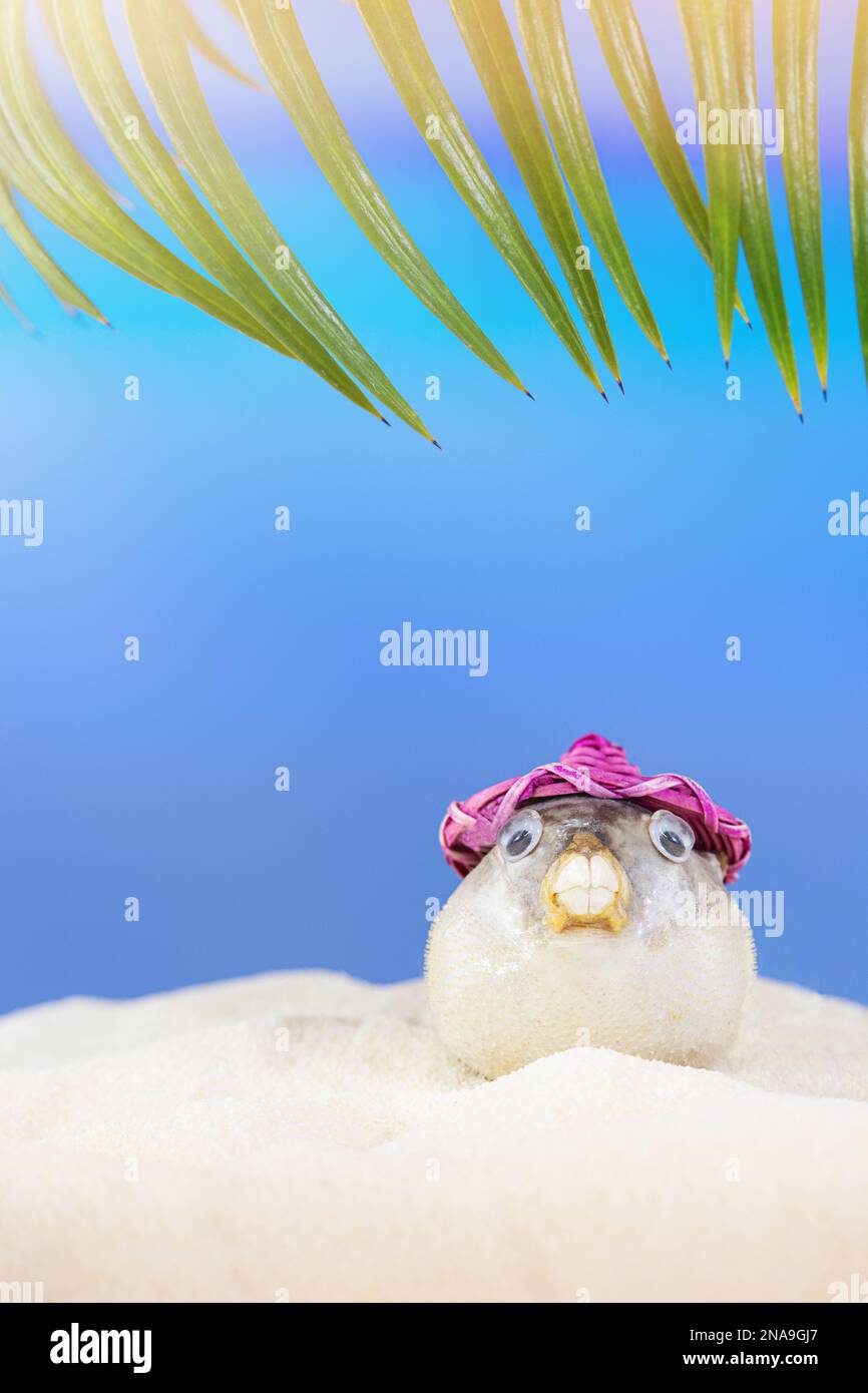 Puffer poisson dans le chapeau rose sur le sable blanc de la plage, derrière la mer et le palmier. Loisirs créatifs, voyages. Vacances dans les pays chauds. Copier l'espace Banque D'Images