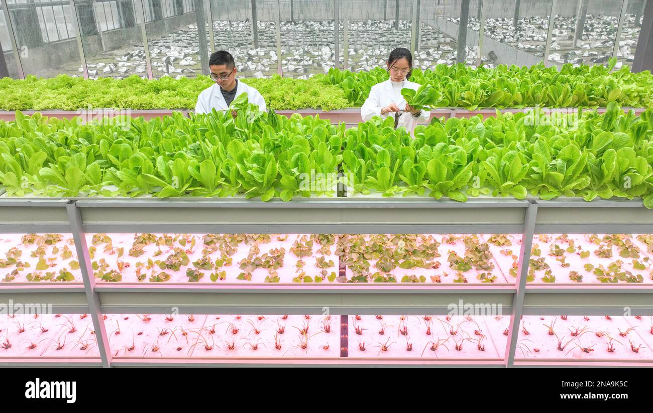 HUZHOU, CHINE - le 13 FÉVRIER 2023 - les travailleurs s'occupent de légumes sans salish à la fabrique de rêve de Baiyuankang Plant dans le village de Dongheng, ville de Luoshe, Deqi Banque D'Images