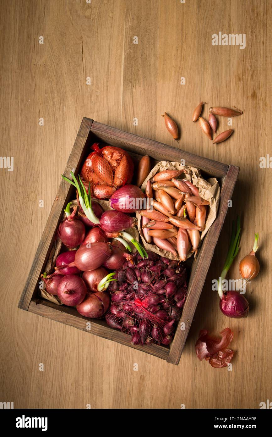 Nombreuses variétés différentes d'oignons pour la plantation dans le sol sur une table en bois Banque D'Images