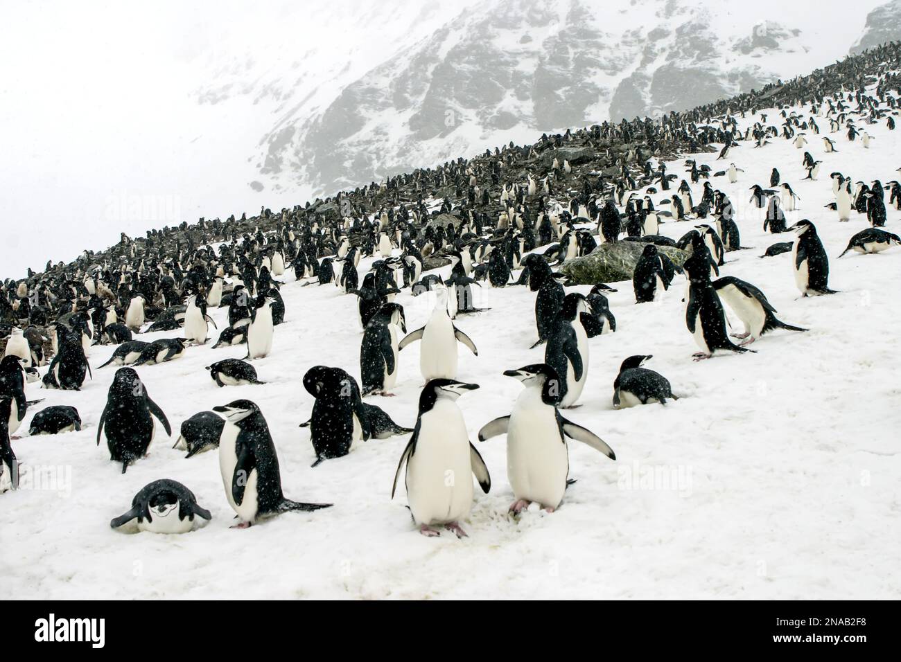 Un manchot à jugulaire, Pygoscelis antarctica, roquerie. Banque D'Images