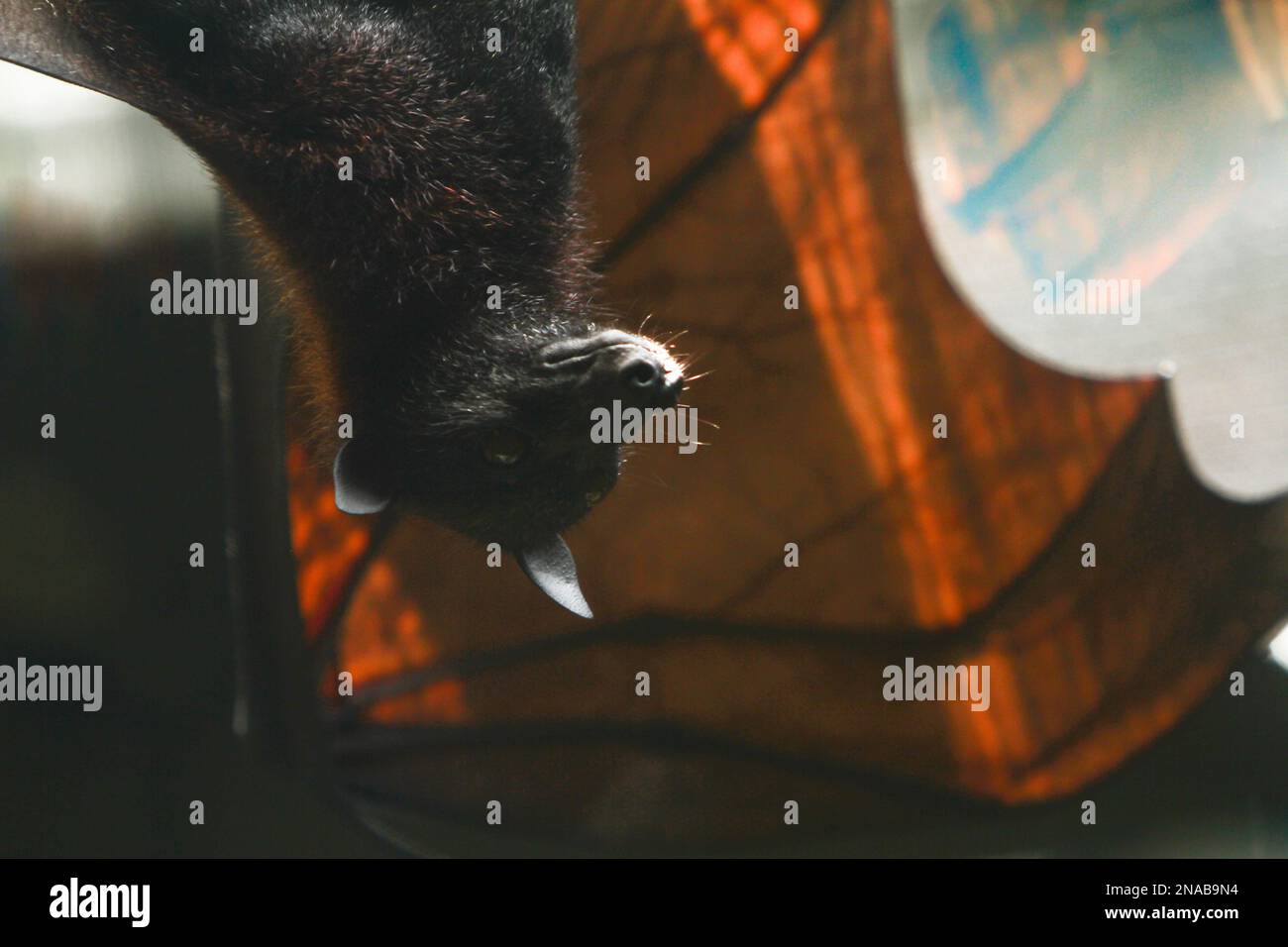 dans l’obscurité Banque D'Images