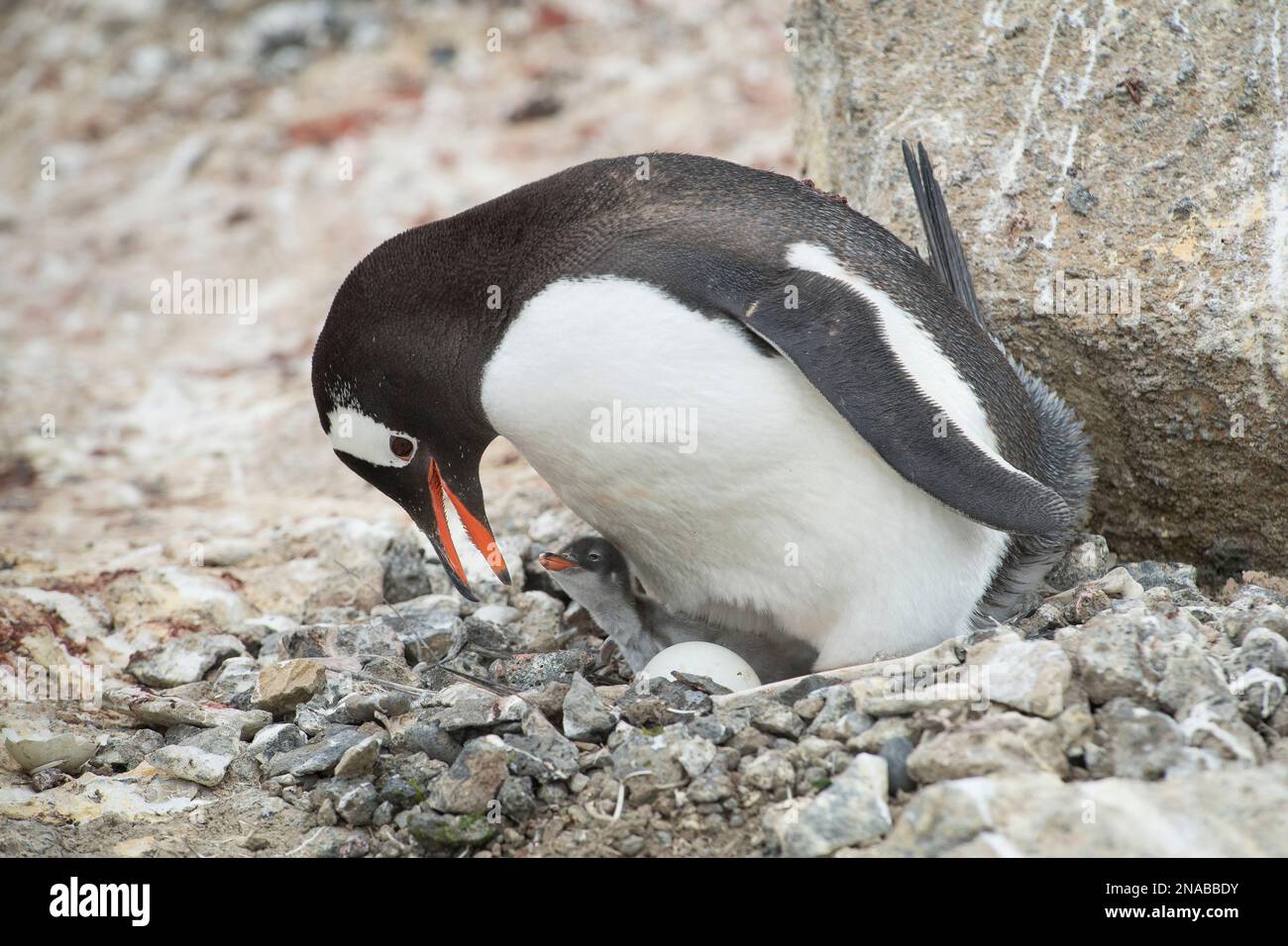 Pingouin Gentoo (Pygoscelis papua) avec un poussin de pingouin et un œuf dans une colonie à Brown Bluff, Antarctique ; Antarctique Banque D'Images