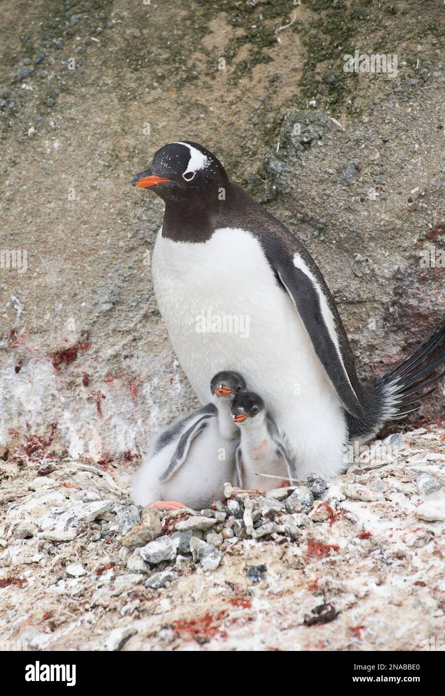 Pingouin Gentoo (Pygoscelis papua) élève ses poussins de pingouin dans une colonie à Brown Bluff, Antarctique ; Antarctique Banque D'Images