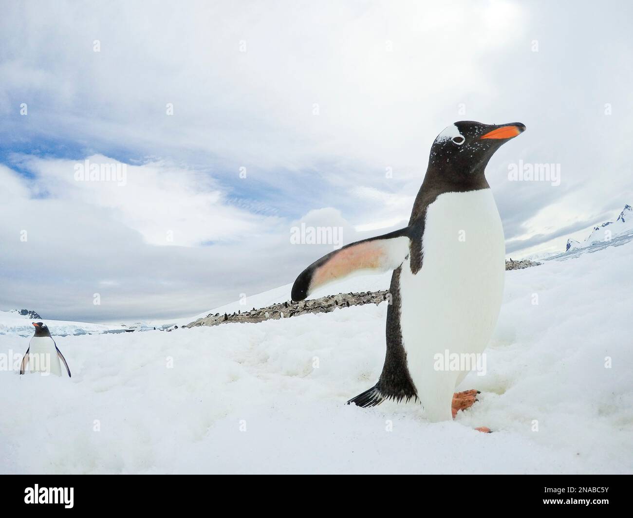 Manchots Gentoo (Pygoscelis papua) marchant sur la neige dans l'Antarctique ; île de Cuverville, Antarctique Banque D'Images