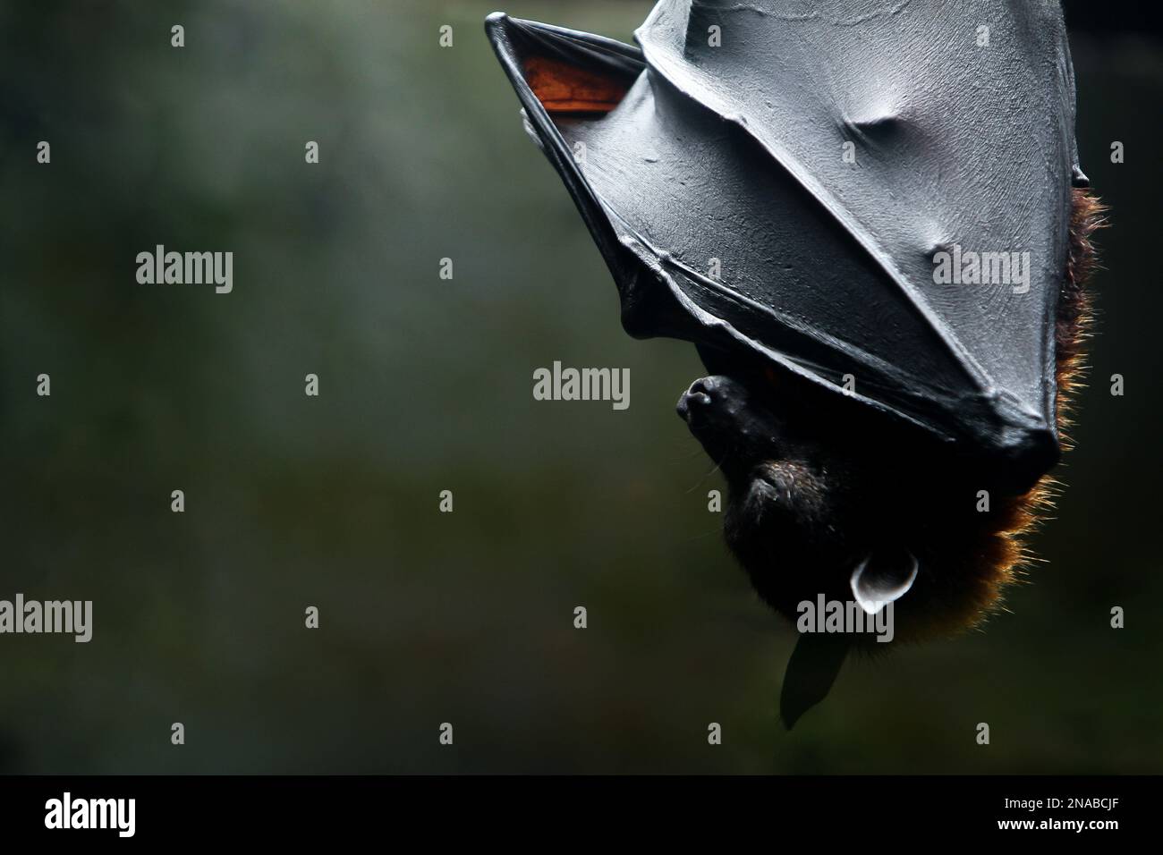 dans l’obscurité Banque D'Images