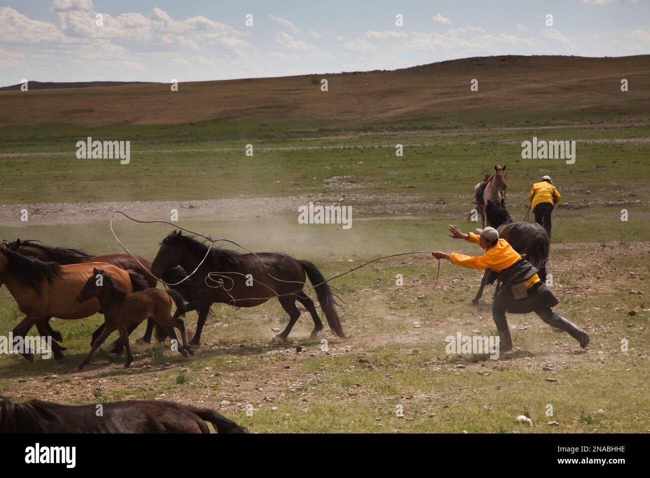 Un cavalier mongol des lassos un cheval sur la steppe. Banque D'Images