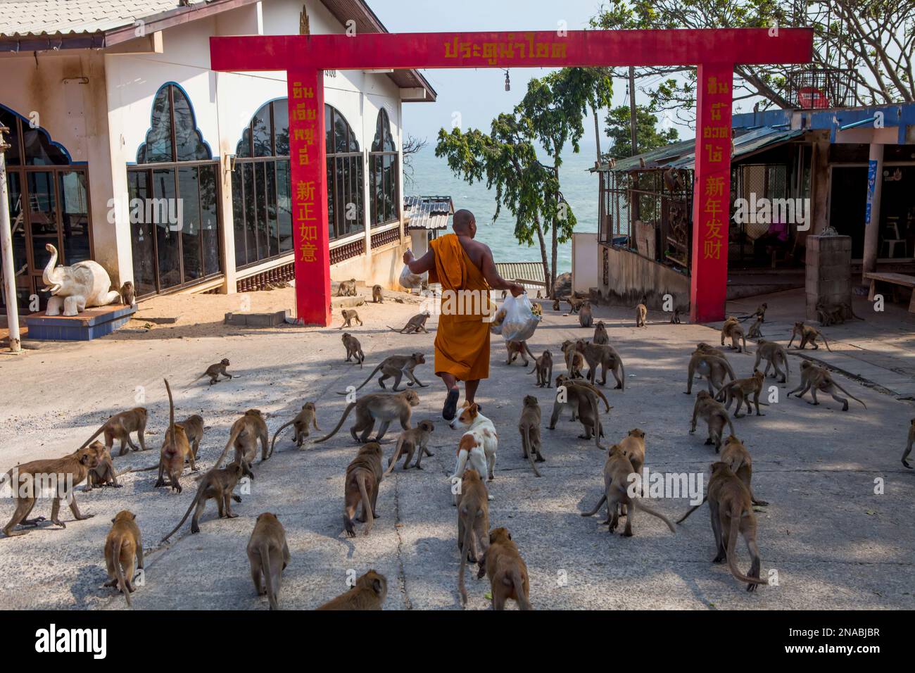 Les singes suivez un moine bouddhiste transportant un sac de bananes dans un temple. Banque D'Images