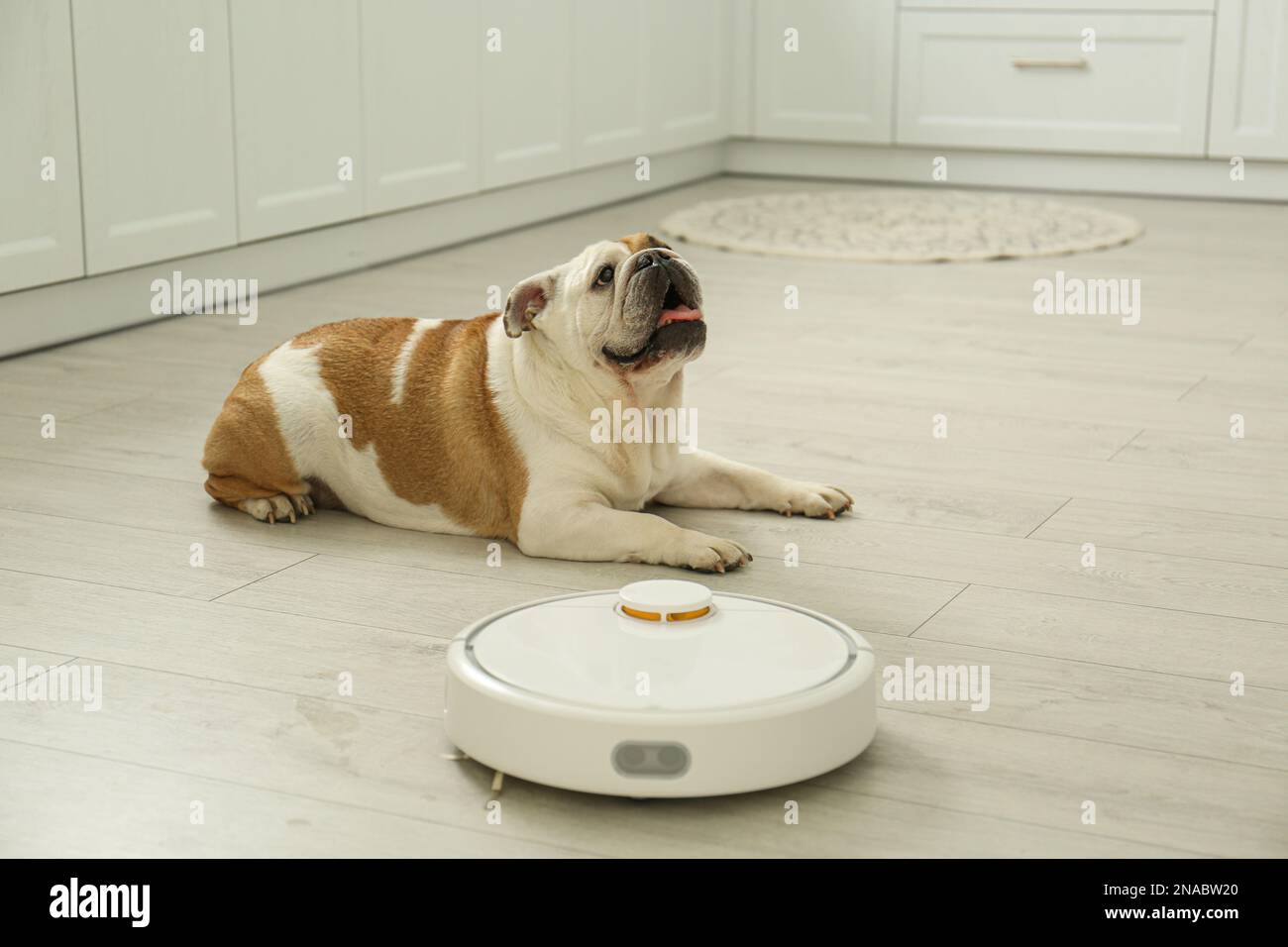 Aspirateur robotique et adorable chien au sol dans la cuisine Photo Stock -  Alamy