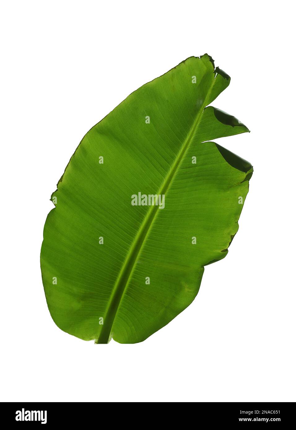 Feuille verte de plante de banane isolée sur blanc Banque D'Images