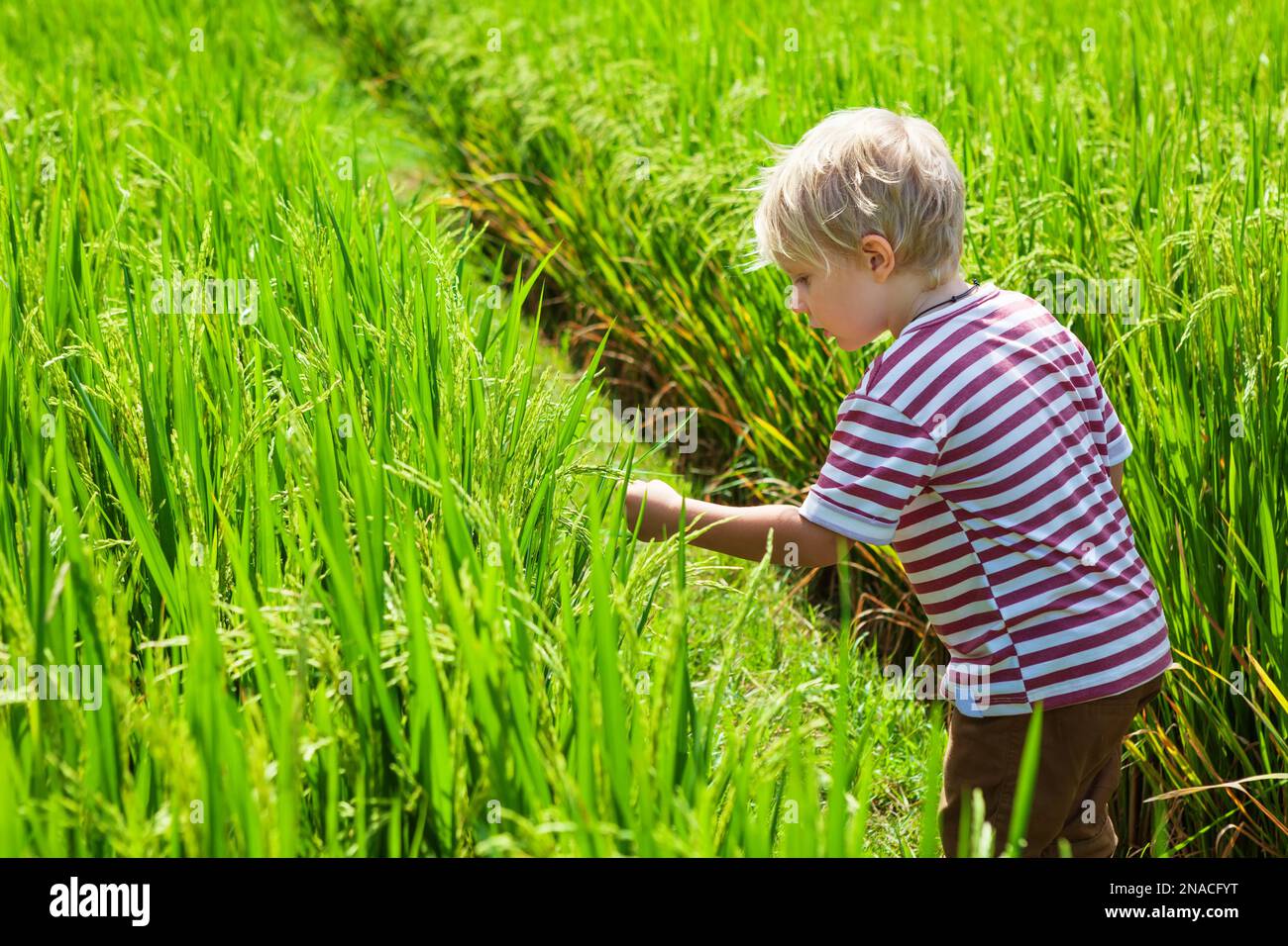 Promenade dans la nature en terrasse de riz vert. Les petits enfants trekking par chemin avec belle vue sur les champs traditionnels balinais. Voyage aventure avec enfant, famil Banque D'Images