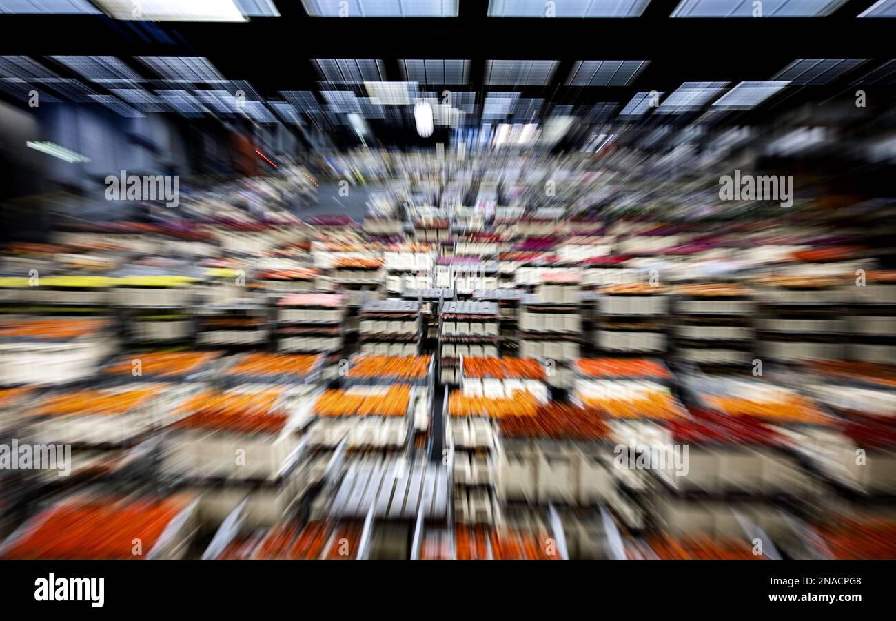 AALSMEER - fleurs et plantes dans la salle des enchères de Royal FloraHolland. La vente aux enchères de fleurs est très occupée à l'approche de la Saint-Valentin. ANP RAMON VAN FLYMEN pays-bas sortie - belgique sortie Banque D'Images