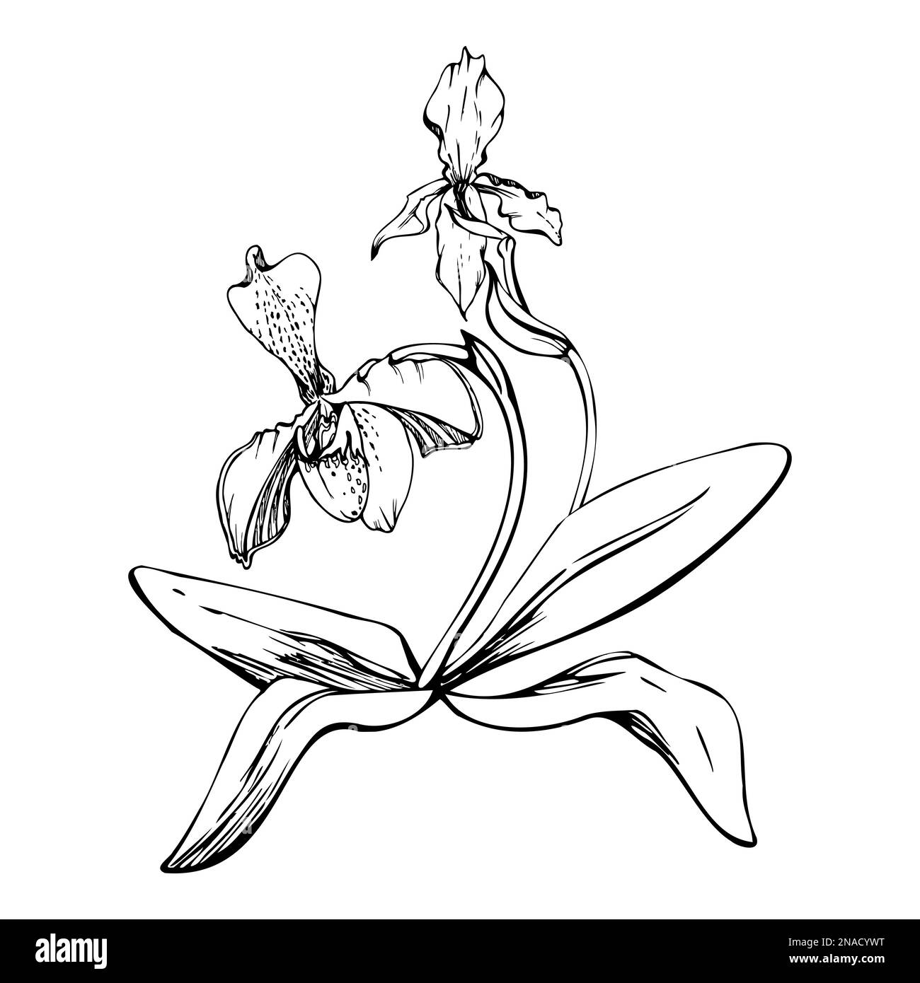 Fleurs et branches d'orchidées à encre vectorielle dessinées à la main, monochrome, contour détaillé. Composition de couronne circulaire. Isolé sur fond blanc. Conception pour Illustration de Vecteur