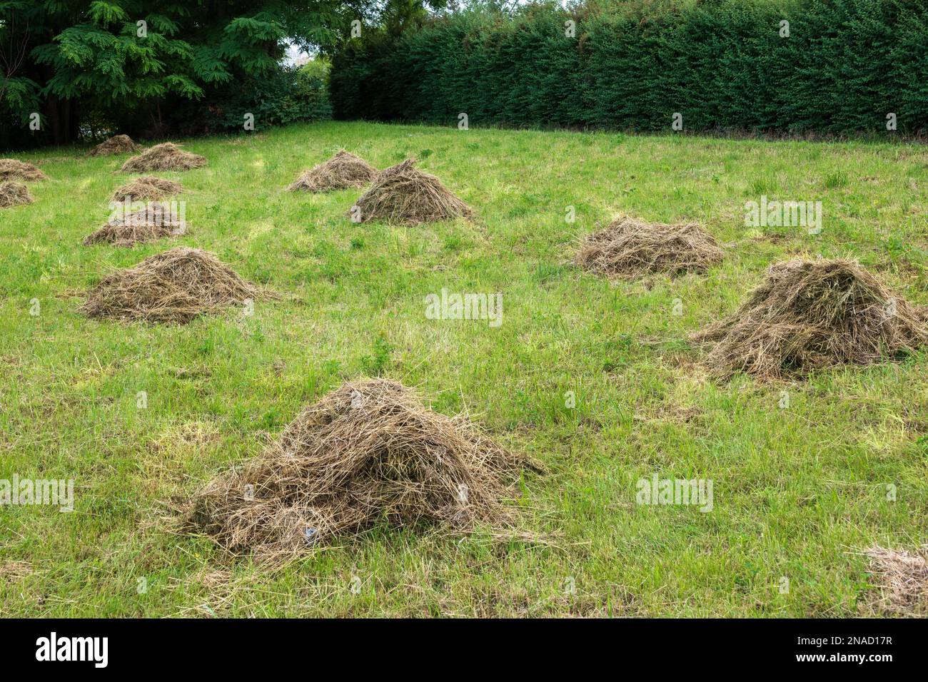 Entretien de pelouse verte dans un parc avec de l'herbe morte et sèche raillée en tas, à gauche pour un ramassage ultérieur. Banque D'Images