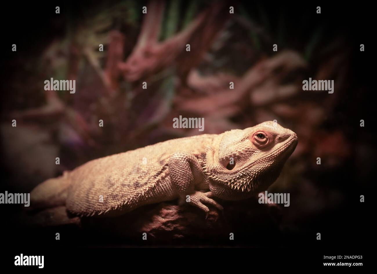 grand reptile de lézard animal dragon barbu dans l'aquarium Banque D'Images