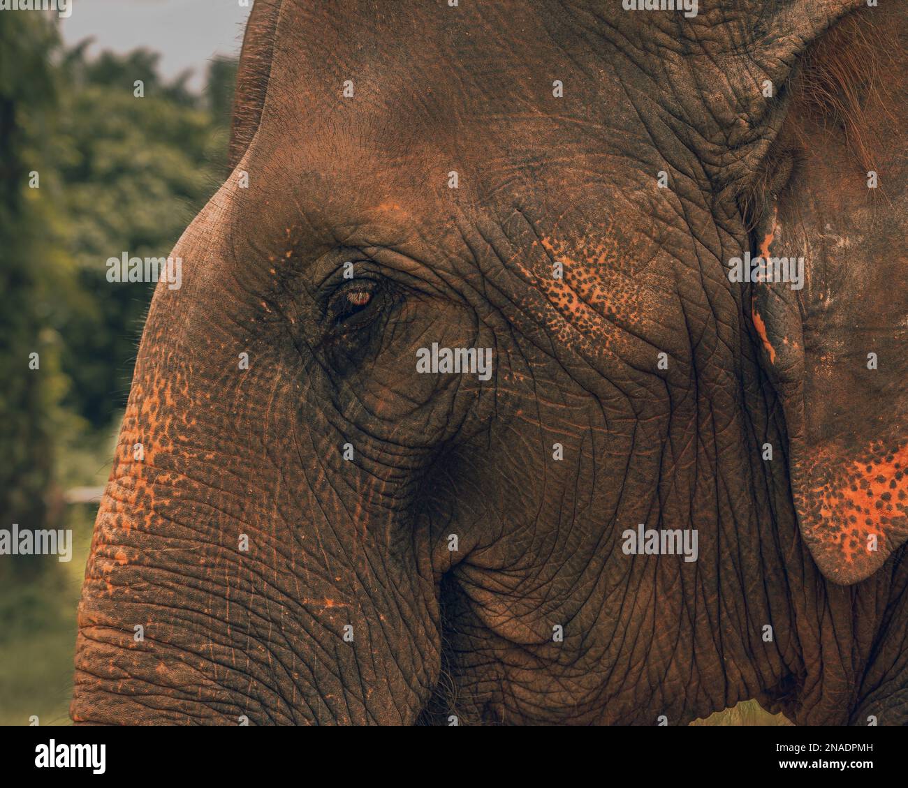 Portrait de l'éléphant face dans la nature Banque D'Images