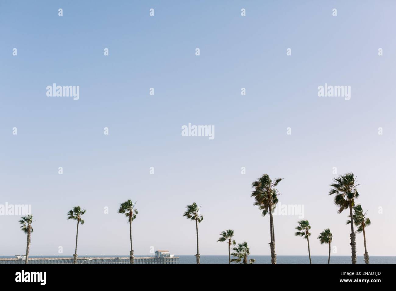 Palmiers et océan à la jetée d'Oceanside dans le sud de la Californie Banque D'Images