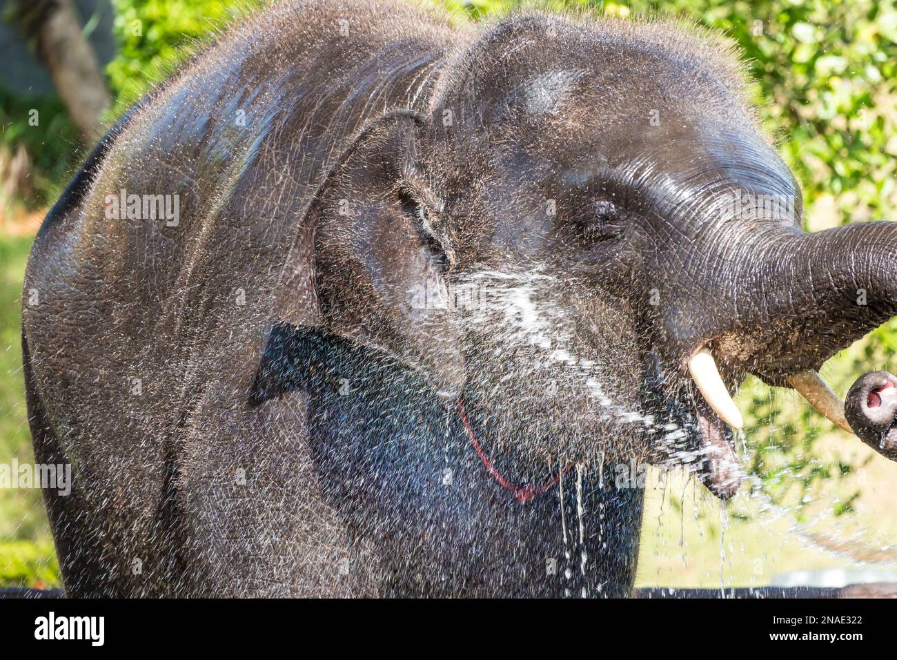 Bébé éléphant appréciant de prendre une douche de milieu de journée lors d'une chaude journée ensoleillée d'été Banque D'Images