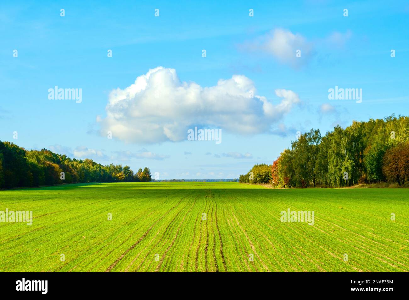 automne paysage vert champ ciel nuages Banque D'Images