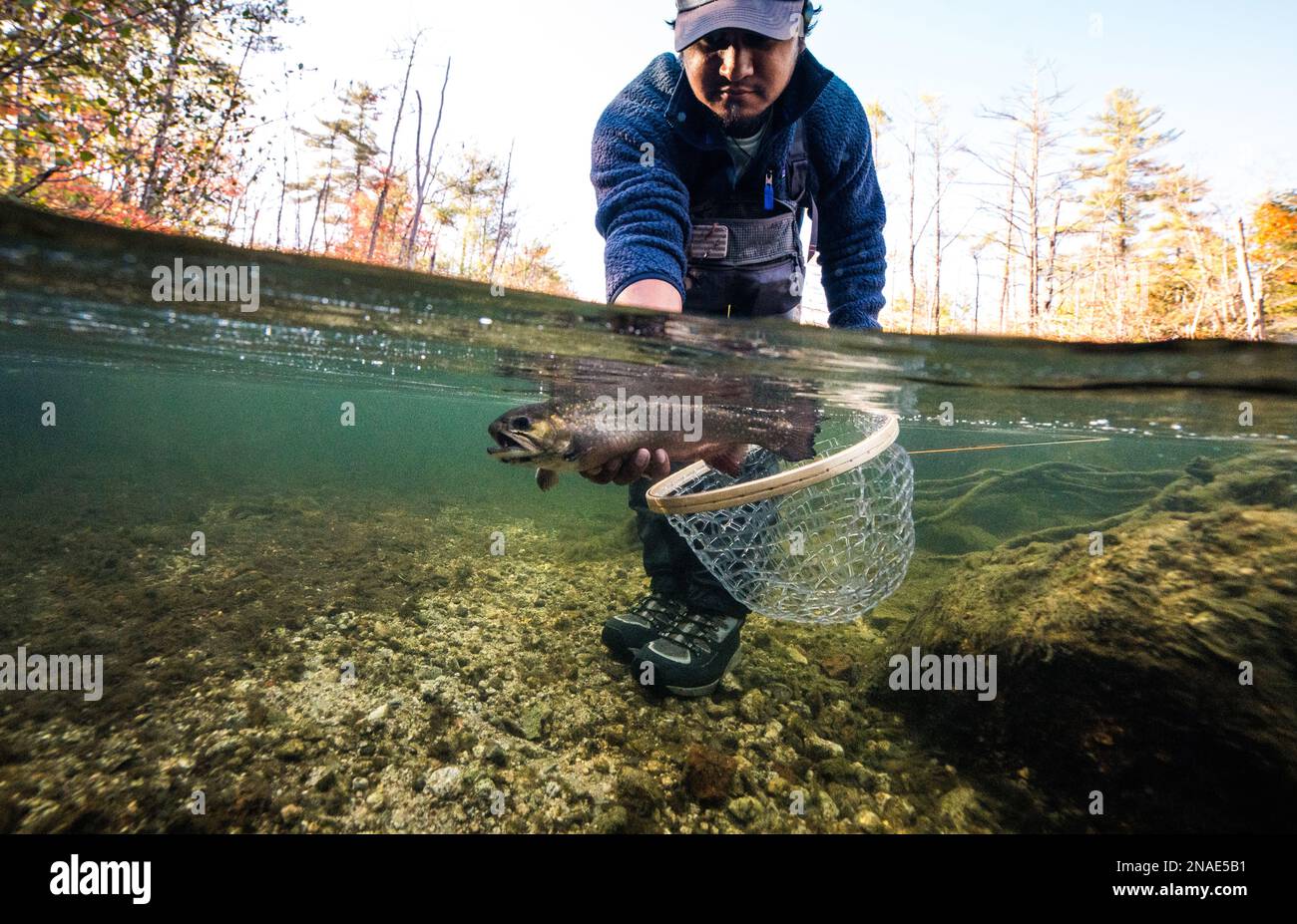 Photo sous-marine de l'homme qui libère une omble de fontaine pendant la saison des feuillages Banque D'Images