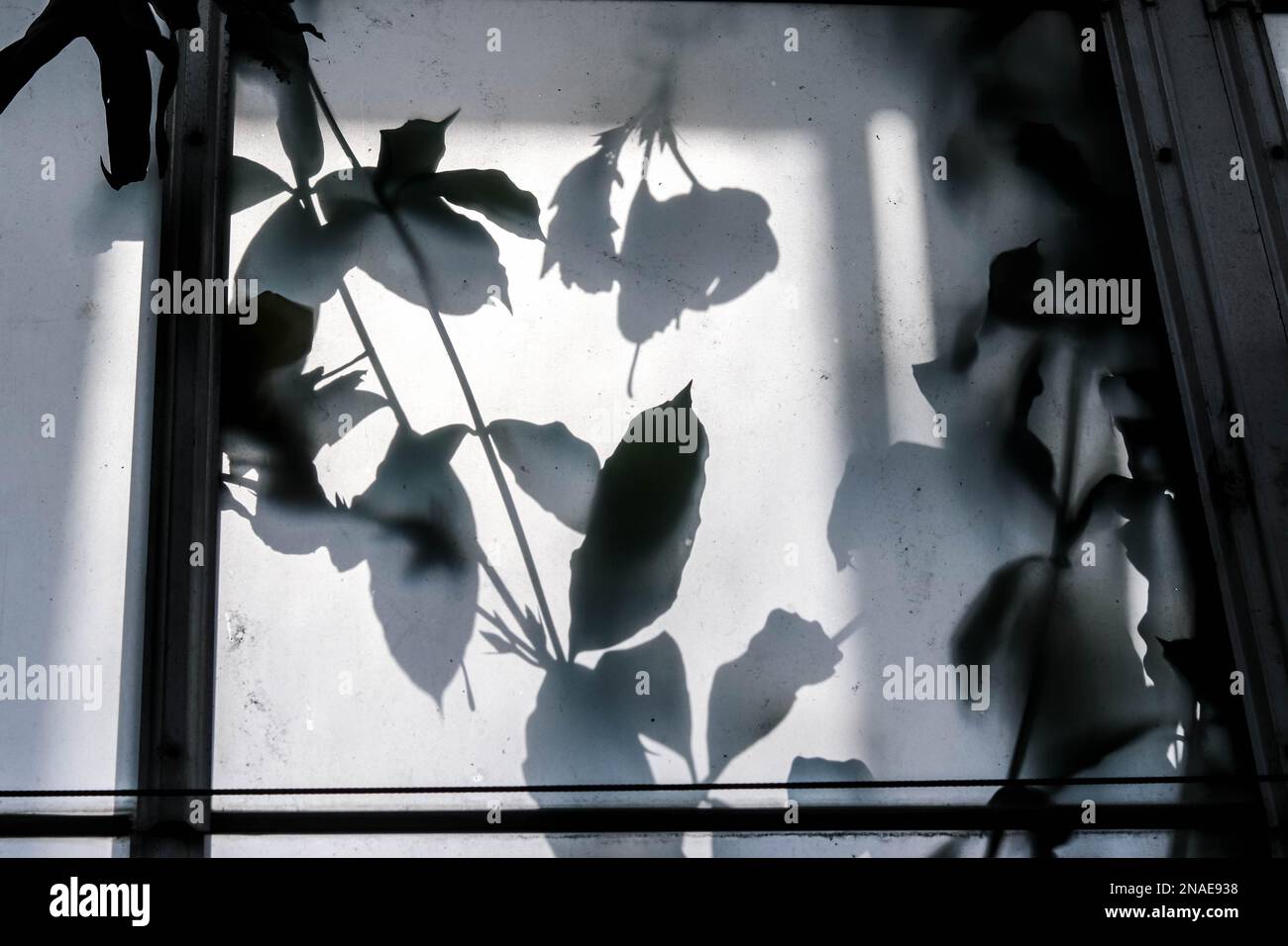 Conservatory Shadows Hibiscus feuilles pressées sur le verre Banque D'Images