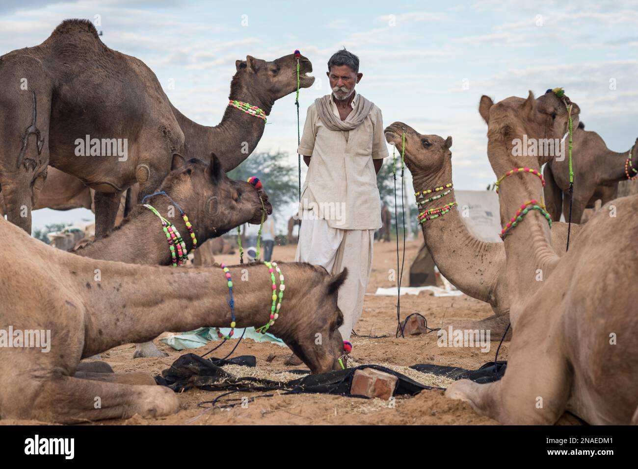 Pushkar Camel Fair ; Pushkar, Rajasthan, Inde Banque D'Images