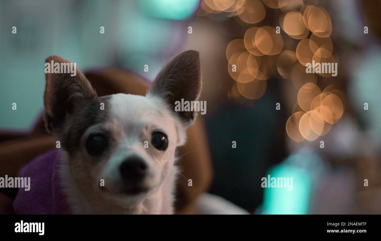 Un gros plan de la tête d'un mignon Chihuahua assis sur une couverture et regardant l'appareil photo Banque D'Images