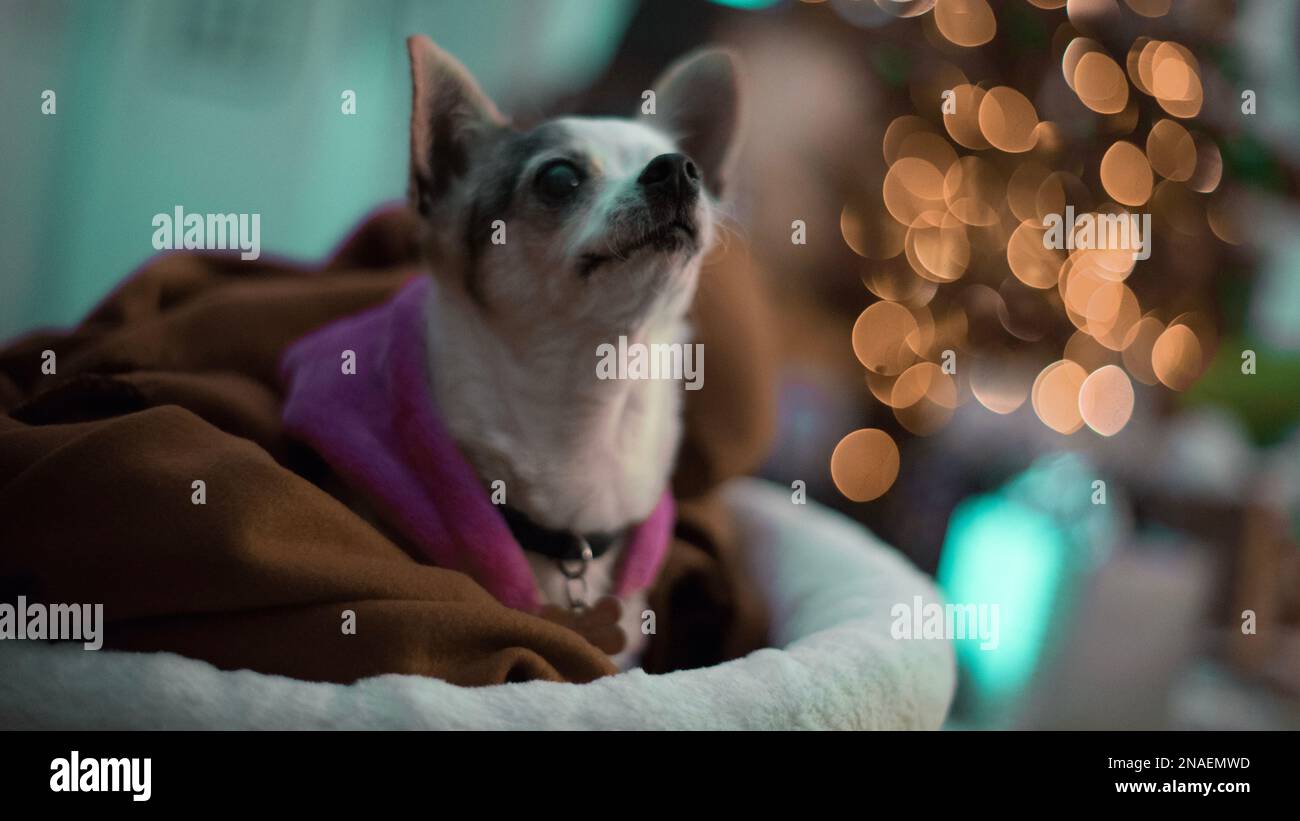 Un gros plan d'un mignon Chihuahua assis sur son lit et regardant contre les lumières de bokeh Banque D'Images