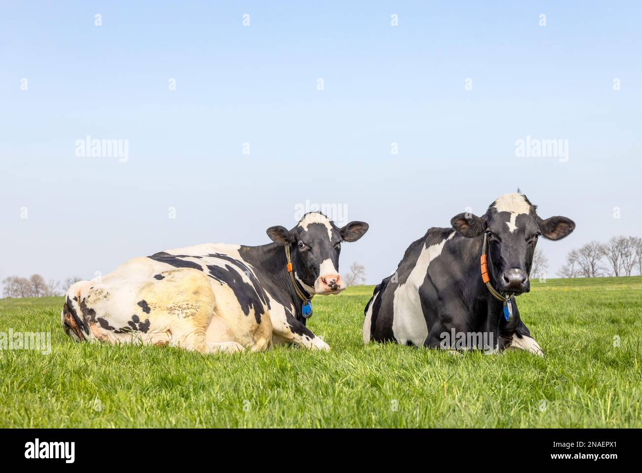 2 vaches douillettes ensemble paresseuses couchées dans l'herbe détendue les unes à côté des autres, noir et blanc et espace de copie Banque D'Images