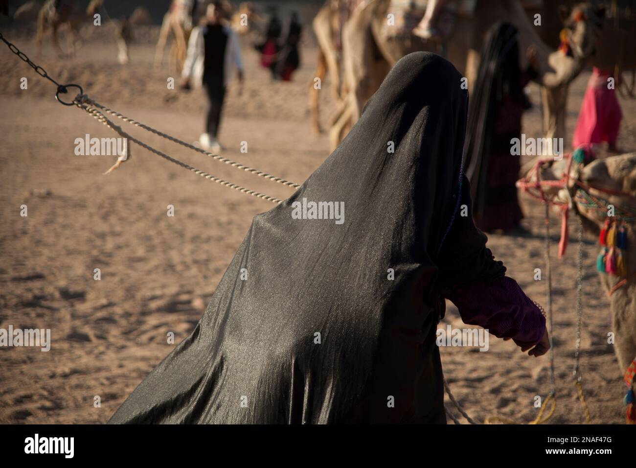 Femme musulmane en niqab noir, cap, menant à dos de chameau dans le désert Banque D'Images