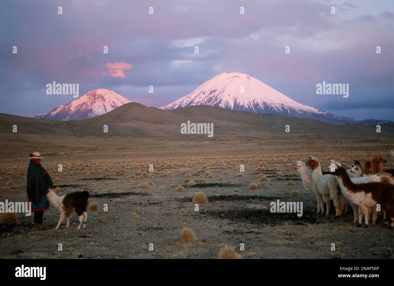 Femme aymara et troupeau de lamas (lama glama) sur le paysage désolé du haut désert ; désert d'Atacama, Chili Banque D'Images