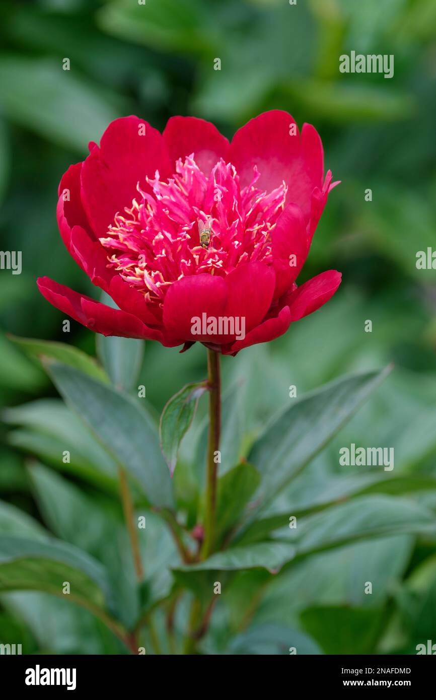 Paeonia lactiflora hari ai nin Banque de photographies et d’images à ...