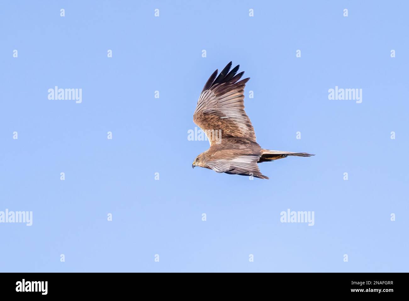 Western Marsh Harrier Banque D'Images