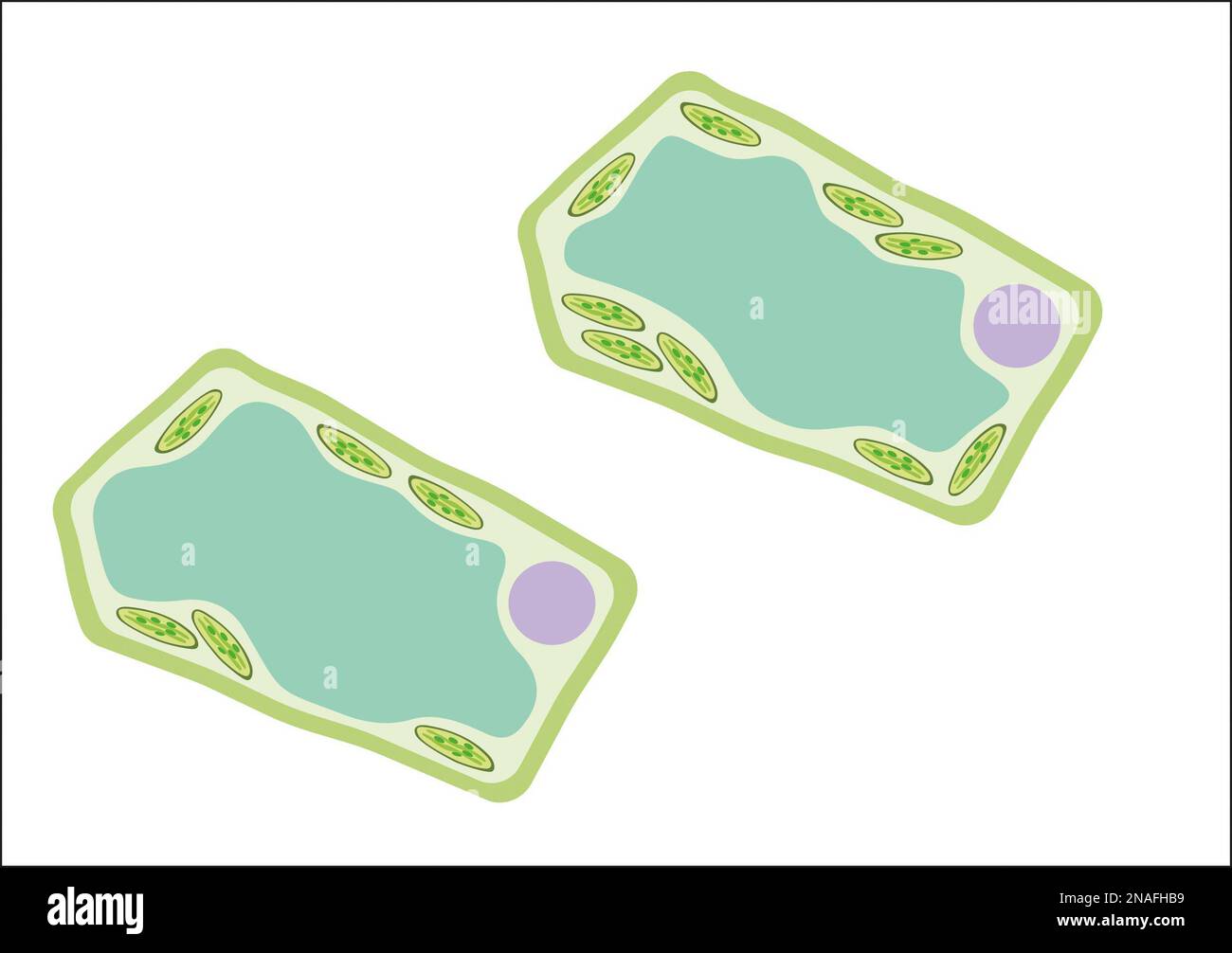 Cellule foliaire Banque D'Images