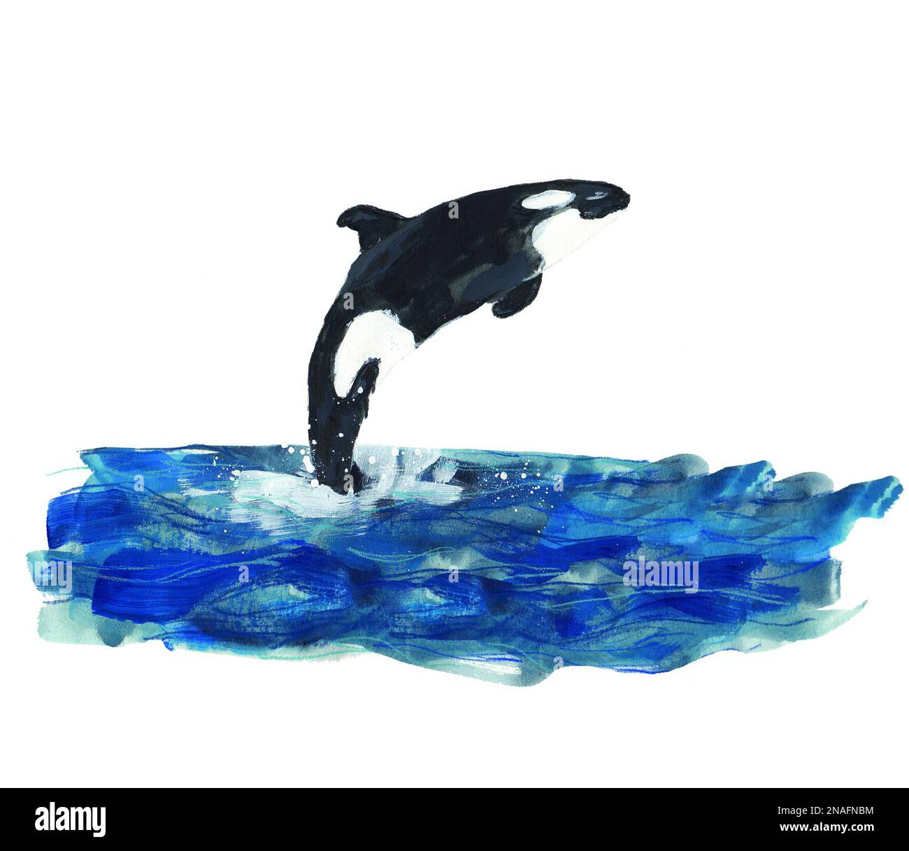 Orque baleine orcinus orca Banque d'images détourées - Alamy