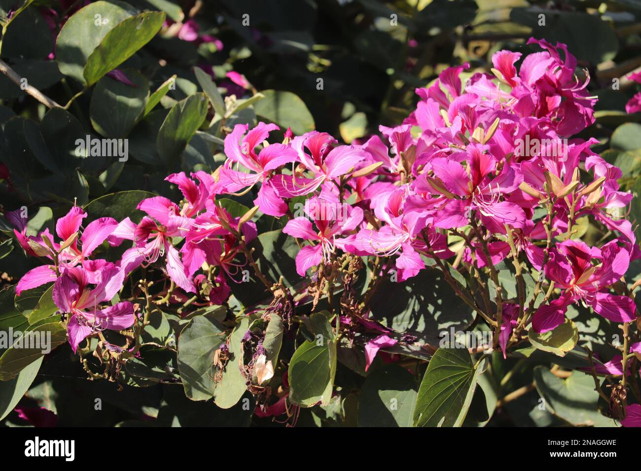 Bauhinia purpurea/Orchid Tree/Purple bauhinia flowers /Udaipur/Rajasthan/India Banque D'Images
