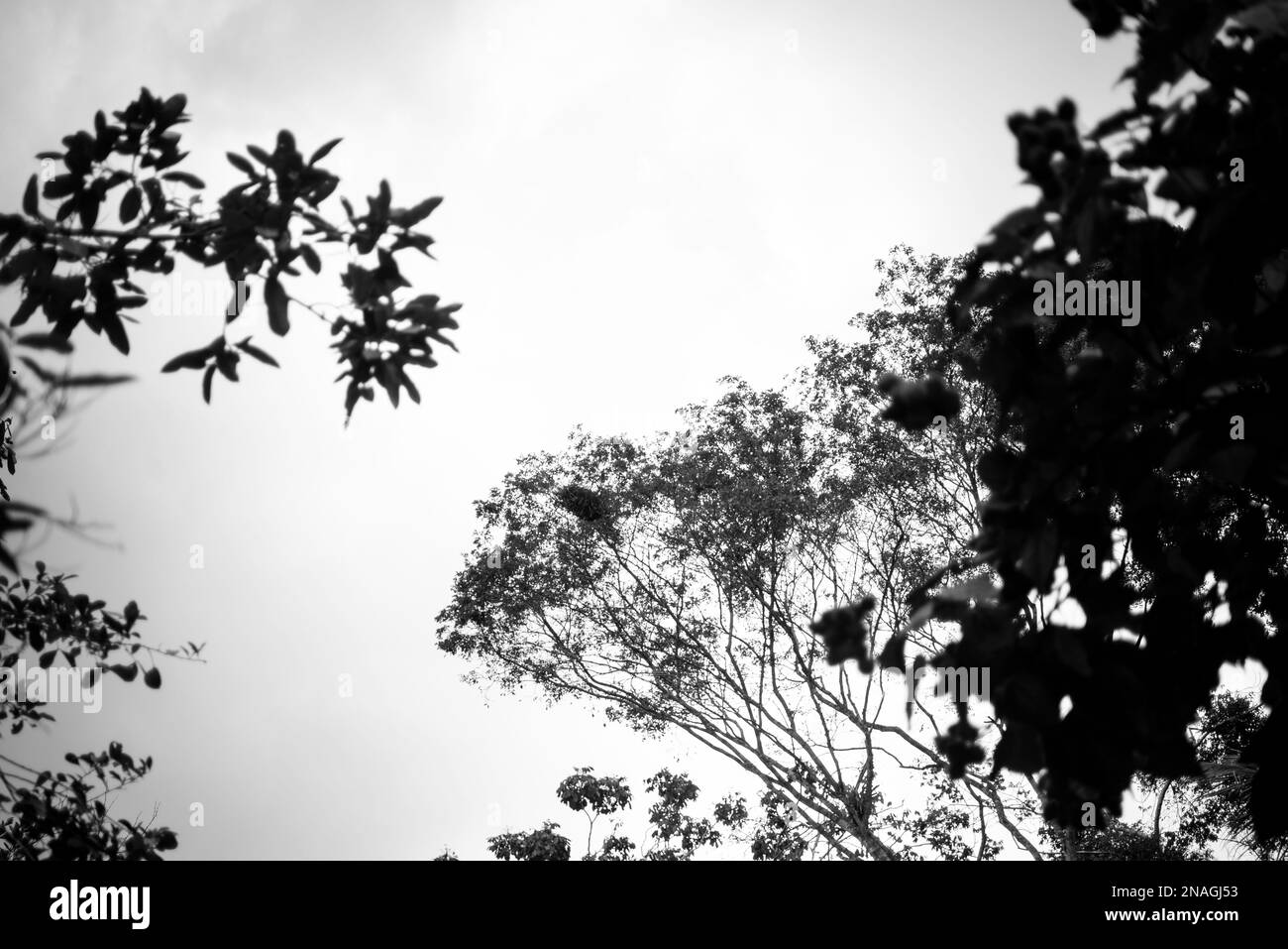 Branches de l'arbre contre le ciel. Zone rurale de Valença, Bahia. Banque D'Images