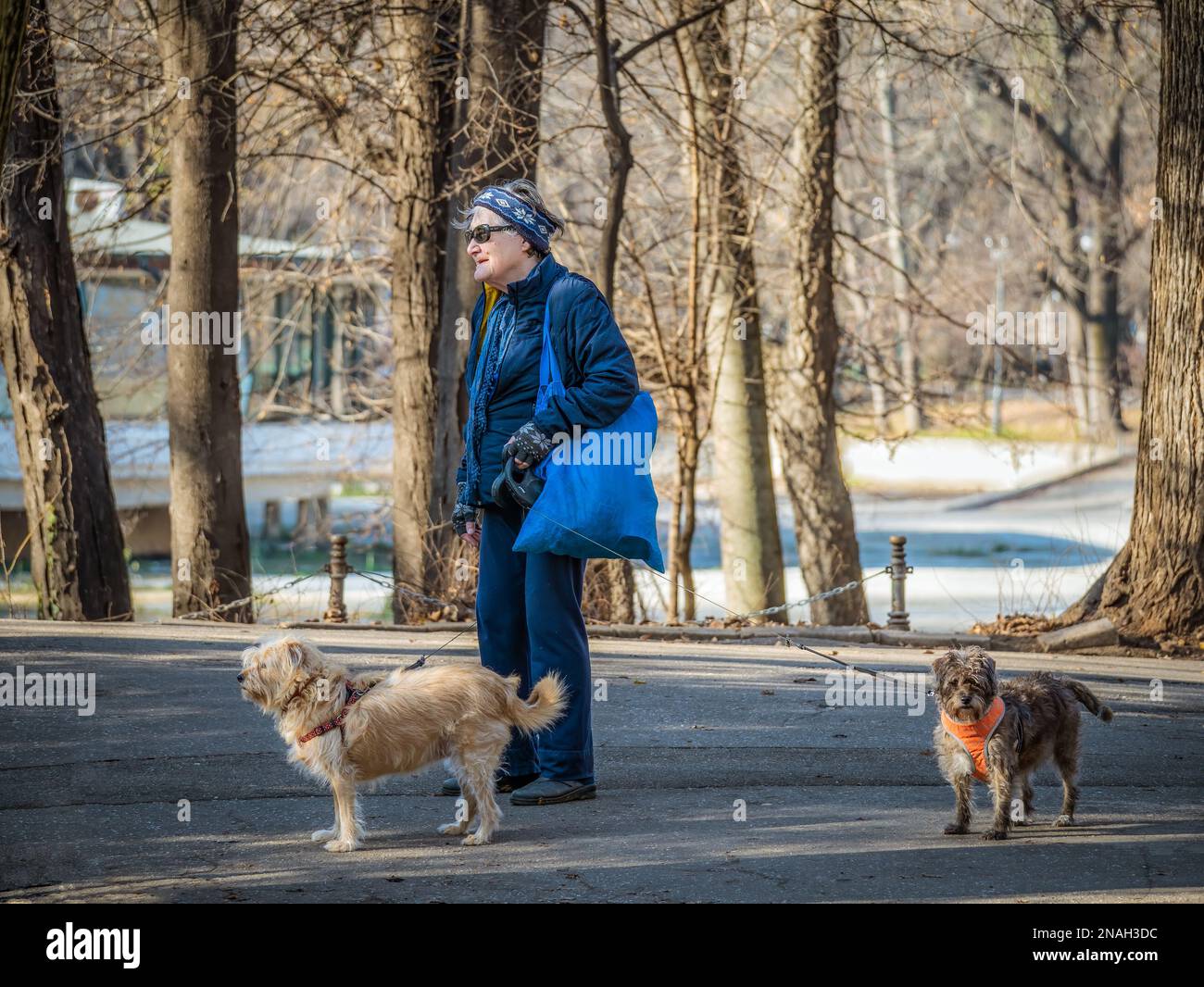 Bucarest, Roumanie - 11.28.2022: Femme solitaire âgée marchant ses chiens dans le parc (Cismigiu), à Bucarest. Banque D'Images