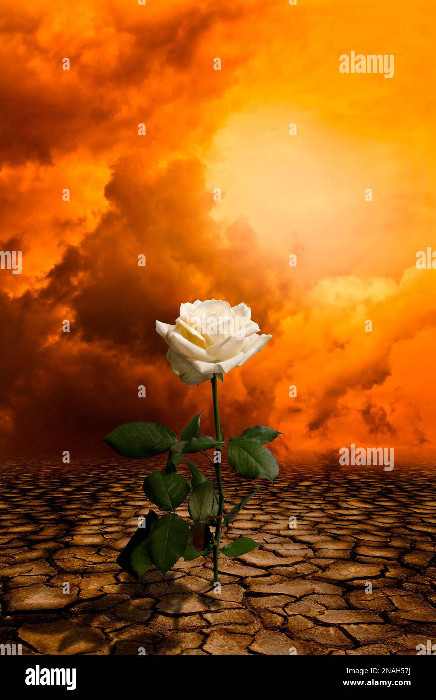 rose blanche sur un sol sec, espoir pour l'avenir contre le réchauffement climatique Banque D'Images