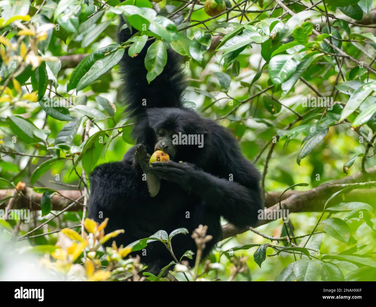 Siamang, Symphalange syndactylus, la plus grande espèce de gibbons, et espèces menacées de Malaisie Banque D'Images