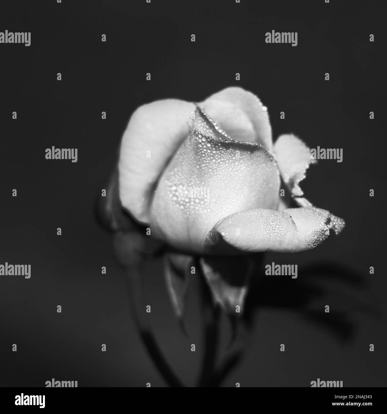 Rose avec des gouttes d'eau Banque D'Images