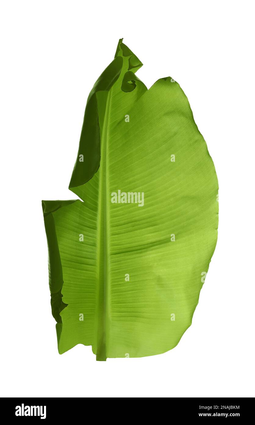 Feuille verte de plante de banane isolée sur blanc Banque D'Images