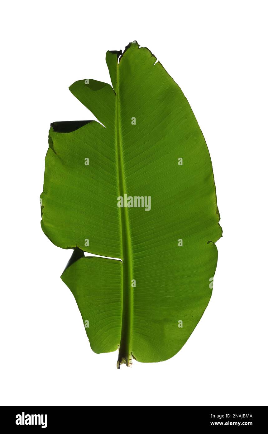 Feuille verte de plante de banane isolée sur blanc Banque D'Images