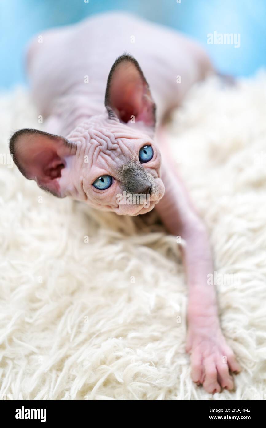 Chaton canadien Sphynx espiègle allongé sur un tapis avec une longue pile Banque D'Images