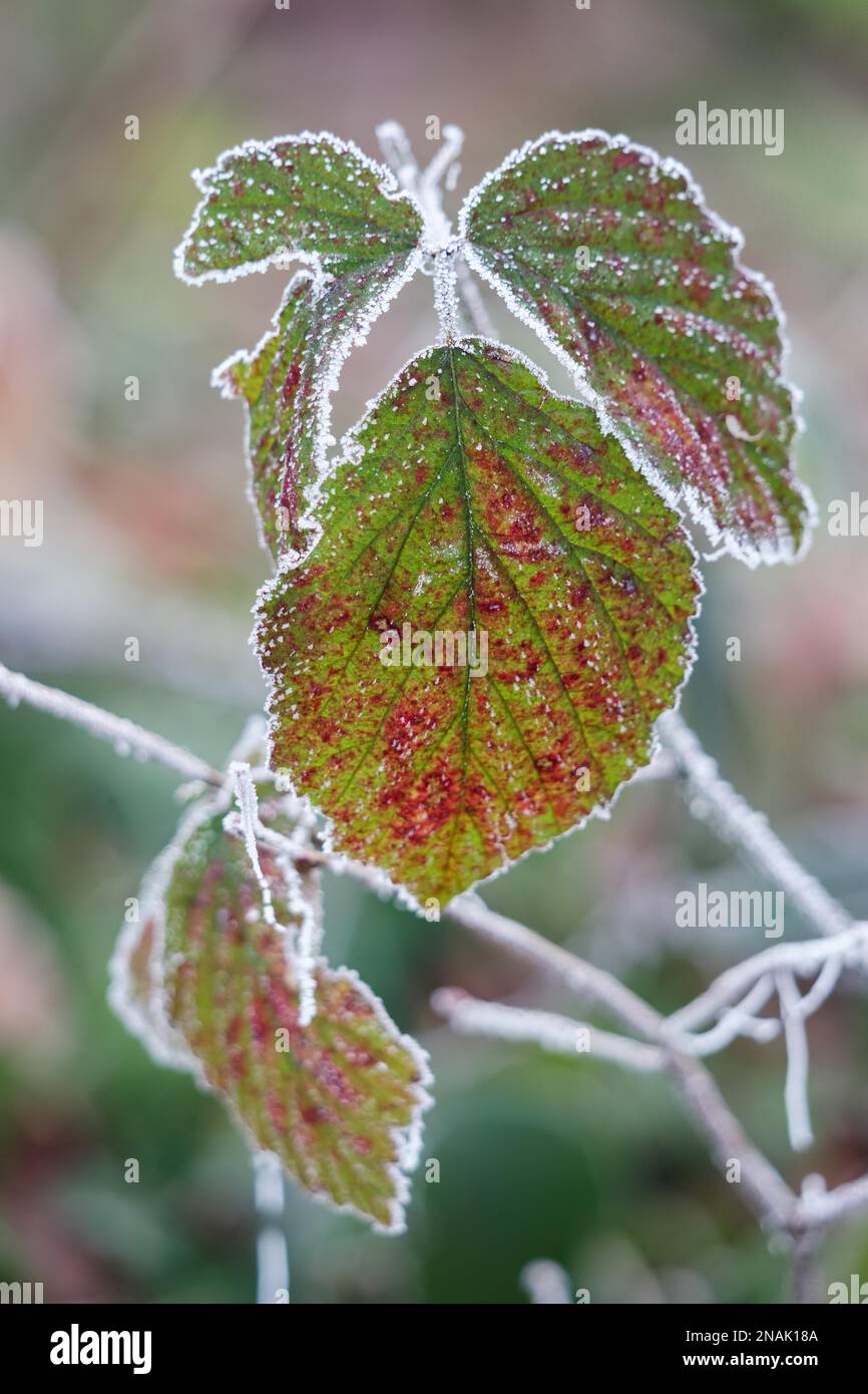 Gros plan de certaines feuilles de BlackBerry recouvertes de givre Banque D'Images