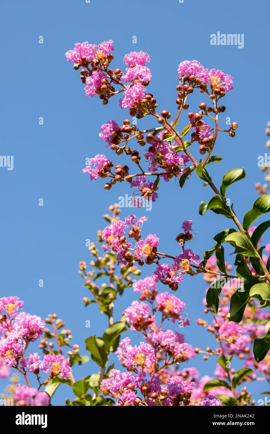 Colza Myrtle Tree (Lagerstroemia indica) floraison à Bergame Banque D'Images