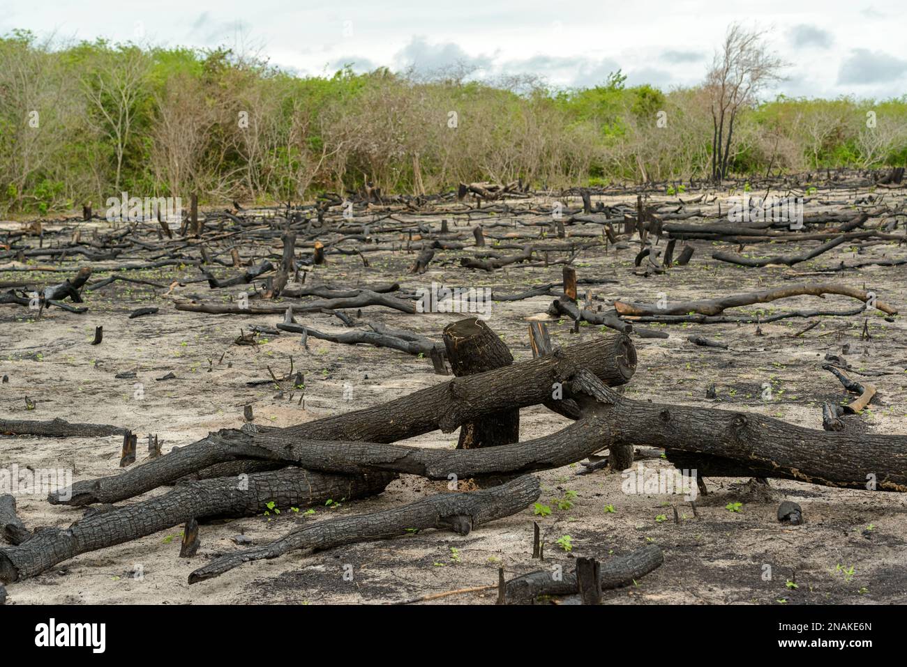 Déboisement des forêts indigènes à Camocim, Ceara, Brésil, on 25 janvier 2023. Banque D'Images