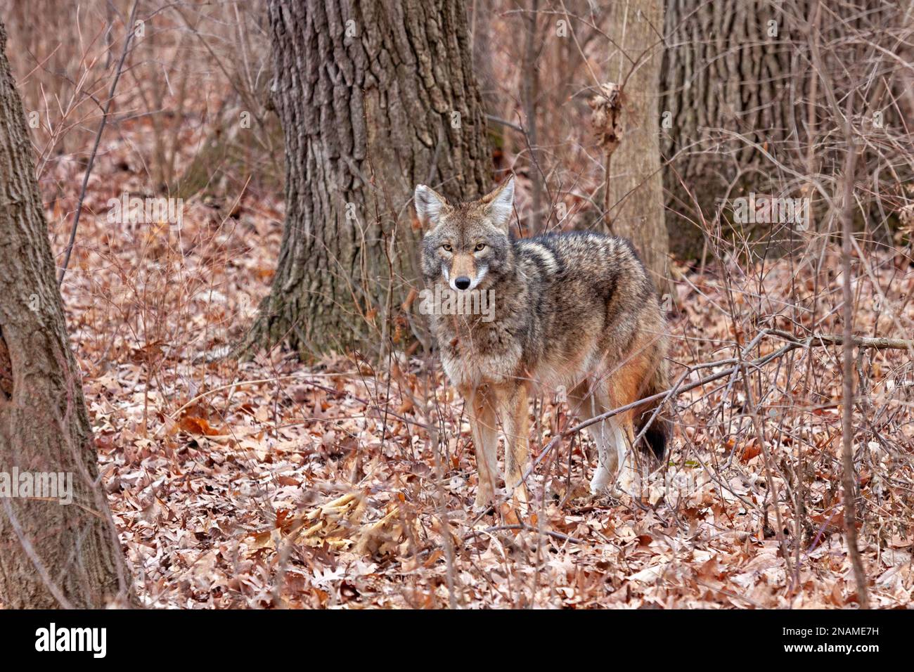 Un coyote est à l'attention de presque se fondre dans les couleurs d'automne de la forêt. Le coyote fixe la caméra. Arrière-plan de la déclinante orange le Banque D'Images