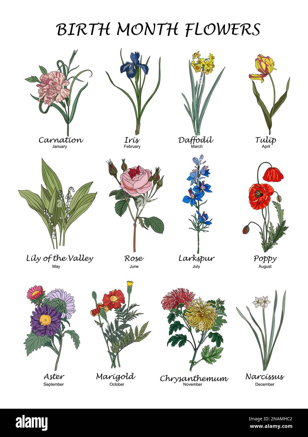 Ensemble d'illustrations vectorielles colorées fleurs du mois de naissance. Illustration de Vecteur